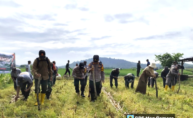 Dukung Ketahanan Pangan, Polsek Gondang Tanam Bibit Jagung Serentak 1 Juta Hektar