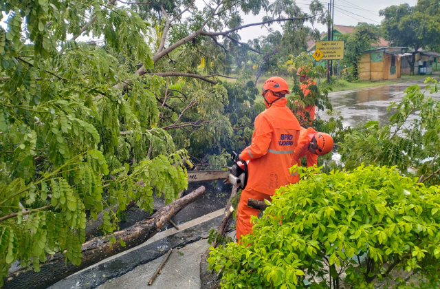 Angin Kencang di Bojonegoro Tumbangkan Pohon Dan Timpa Rumah Warga Hingga Rusak